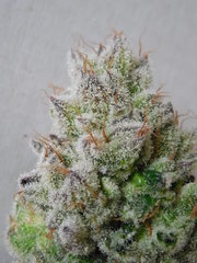 Wakanda x Strawanana #2 - Purple city genetics