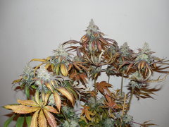 Wakanda x Strawanana #1 - Purple city genetics