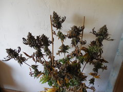 Monkey banana #3 - Paisa grow
