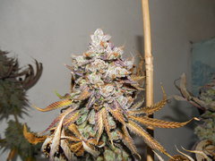 Monkey banana #3 - Paisa grow
