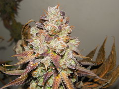 Monkey banana #3 - Paisa grow