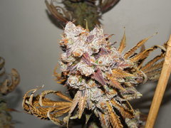 Monkey banana #3 - Paisa grow