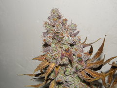 Monkey banana #3 - Paisa grow