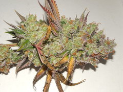 Monkey banana #3 - Paisa grow