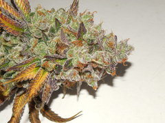 Monkey banana #3 - Paisa grow