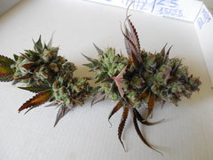 Monkey banana #3 - Paisa grow