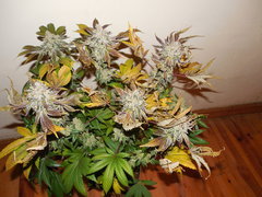 Monkey banana #2 - Paisa grow