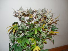 Monkey banana #2 - Paisa grow