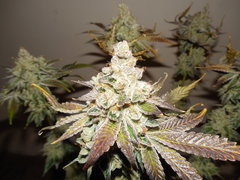 Monkey banana #2 - Paisa grow