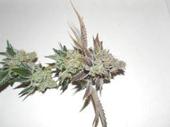 Monkey banana #2 - Paisa grow