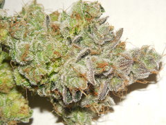 Monkey banana #2 - Paisa grow