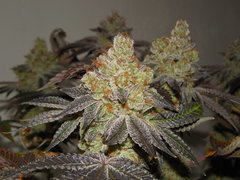 Monkey banana #4 - Paisa grow