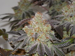 Monkey banana #4 - Paisa grow