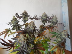 Monkey banana #4 - Paisa grow