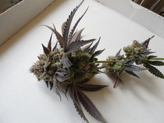 Monkey banana #4 - Paisa grow