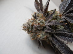 Monkey banana #4 - Paisa grow