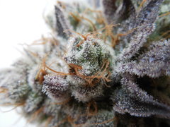 Monkey banana #4 - Paisa grow