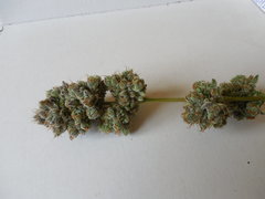 Monkey banana #4 - Paisa grow