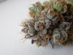 Monkey banana #4 - Paisa grow