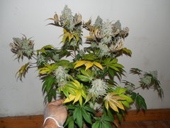 Monkey banana #1 - Paisa grow