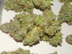 Monkey banana #1 - Paisa grow