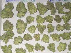 Monkey banana #1 - Paisa grow