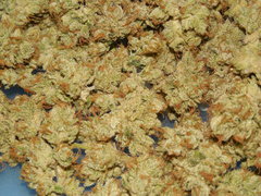 Wakanda x Strawanana #2 - Purple city genetics