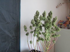 IMG_0206.JPG