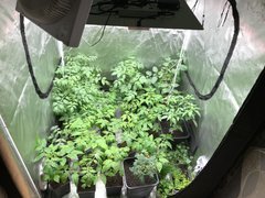 Tomates : Noire de Crimée, Noire, Black Cherry, Citrus, Green, Coeur de boeuf, Tigrella, Cerises, Ananas, Zébrée