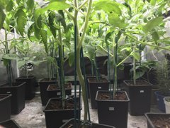 Poussez, poussez bande de grosses ... Tomates !