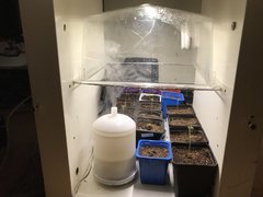 Techniquement ca devait être des fraises et des citrons