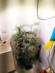 IMG_20220612_074938.jpg