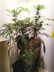 IMG_20220612_074958.jpg