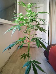 IMG_20220613_112643.jpg