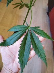 IMG_20220613_112748.jpg