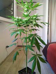 IMG_20220613_112932.jpg
