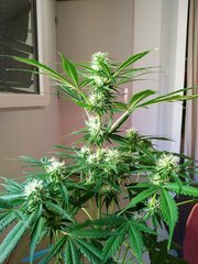 IMG_20220613_112942.jpg