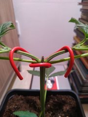 IMG_20220615_093127.jpg