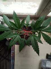 IMG_20220615_210125.jpg