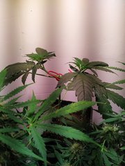 IMG_20220619_111608.jpg