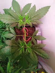 IMG_20220619_111623.jpg