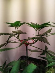 IMG_20220621_171355.jpg