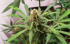 IMG_20220621_180407.jpg