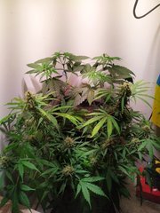 IMG_20220629_120546.jpg