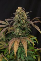 OrientEXPRESS bud
