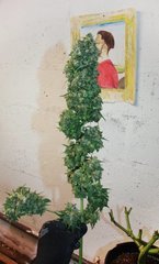 killeurA5 bud