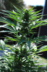 lsd auto outdoor 2022