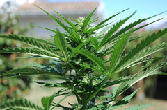lsd auto outdoor 2022