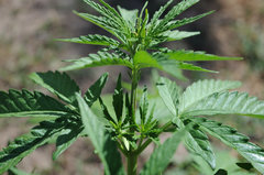 ananas funk outdoor 2022
