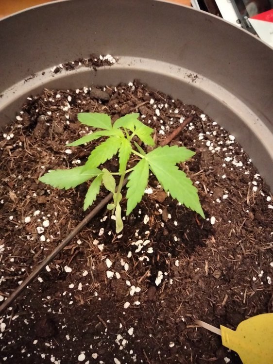 Plante 1 (1).jpg